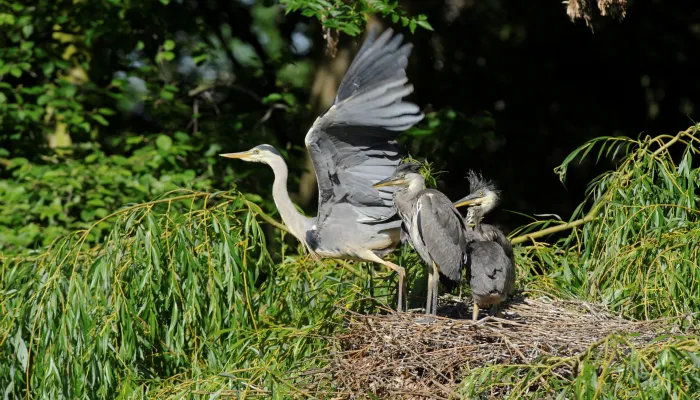 An adult grey heron about to fly from a nest with two chicks