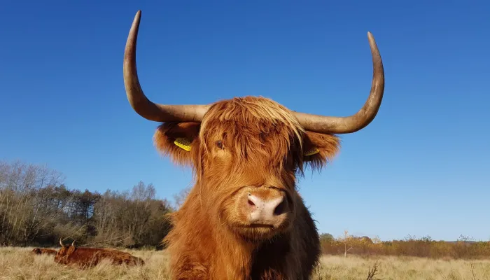 Highland cow 
