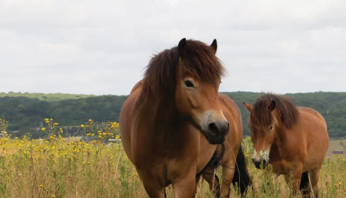 Exmoor ponies in long grass