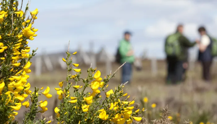 Flowering gorse in the foreground with people behind.