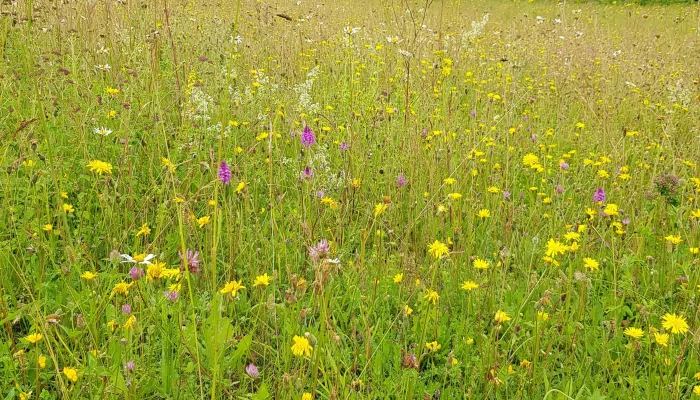 wildflower meadow chalk downland