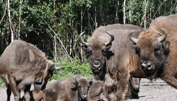 Blean bison herd