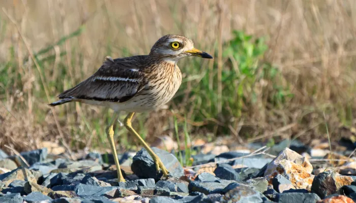 Eurasian stone curlew