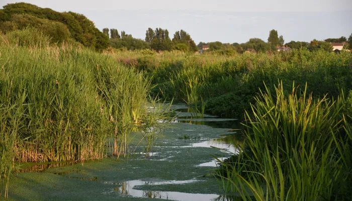 Ham fen river view