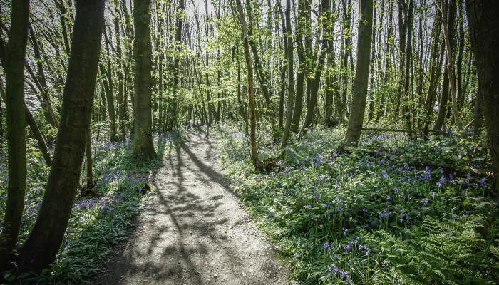 Oaken Wood 