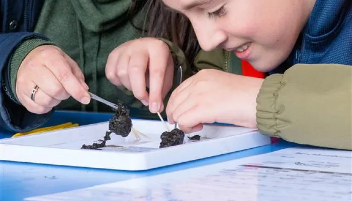 A child and adult dissecting owl pellets