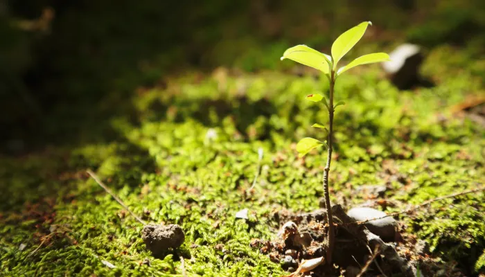 Young plant sprouting