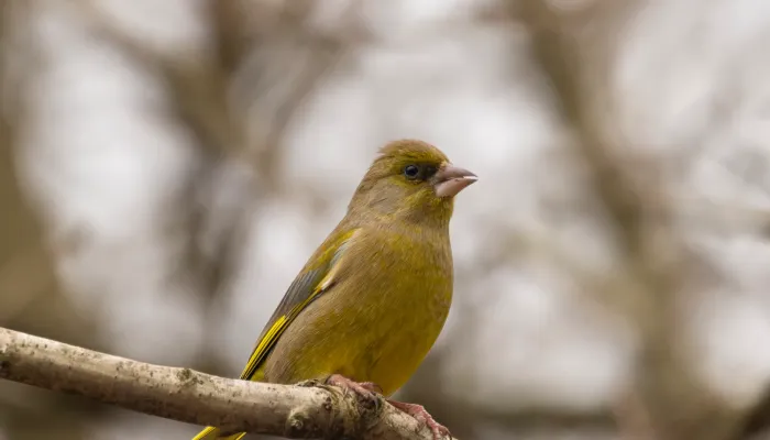 A greenfinch on a branch.