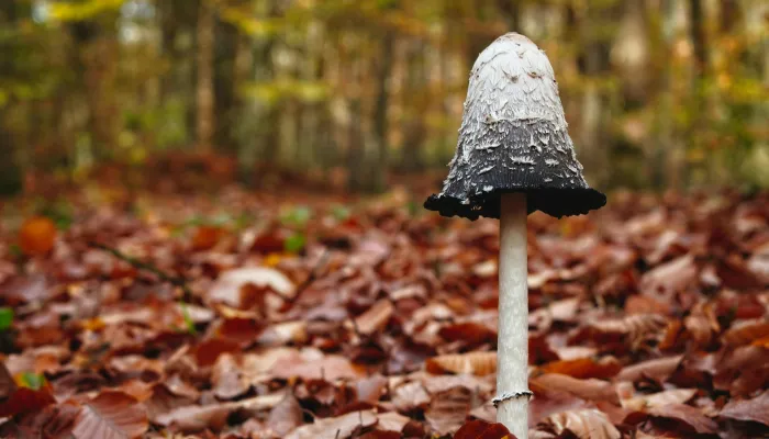 Shaggy inkcap on bed of autumn leaves