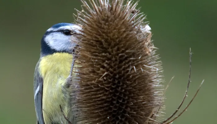 A blue tit on a teasel.