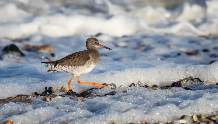 A sea bird standing on snowy ground.