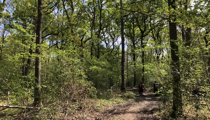 Wilder Blean Initiative ORIG | Kent Wildlife Trust