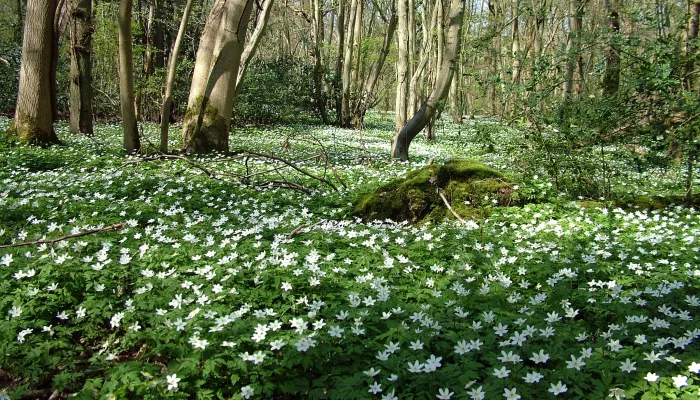 A woodland floor carpeted with wood anemones.