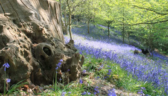 Bluebells in woodland