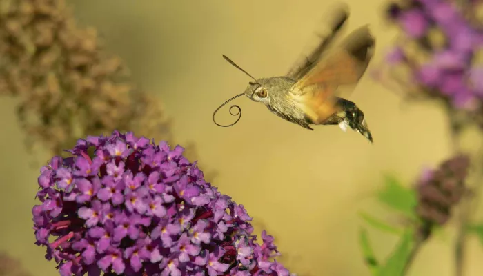 Humming-bird hawk-moth | Kent Wildlife Trust