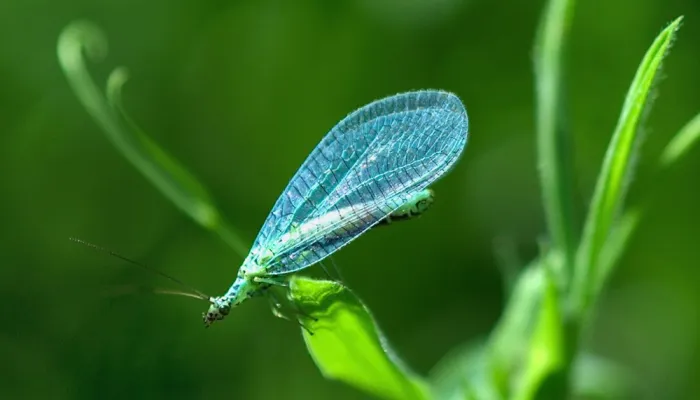 A blue-winged lacewing