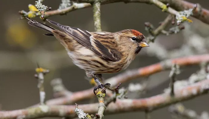 Lesser redpoll | Kent Wildlife Trust