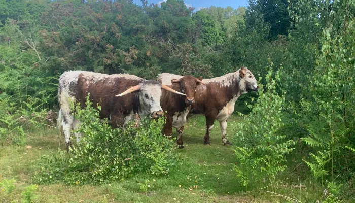 Hothfield Heathlands in August | Kent Wildlife Trust