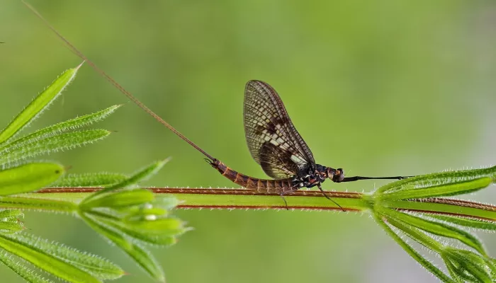 Common mayfly | Kent Wildlife Trust