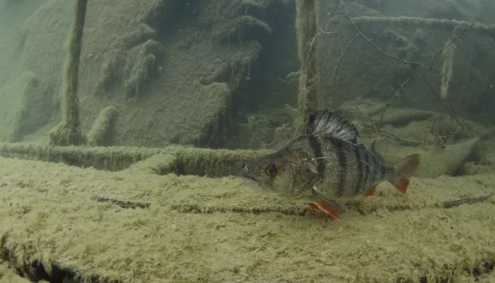 Perch | Kent Wildlife Trust