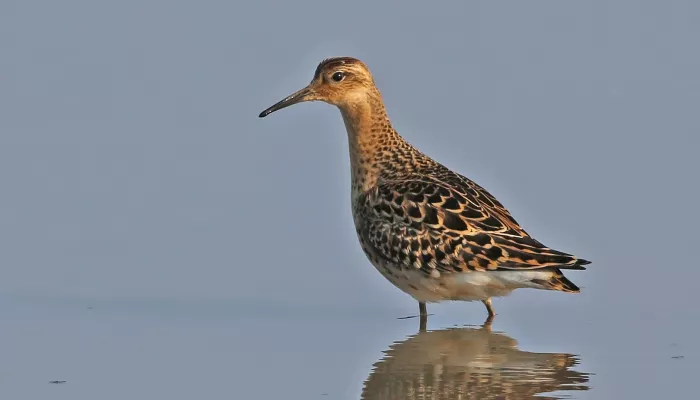 Ruff | Kent Wildlife Trust