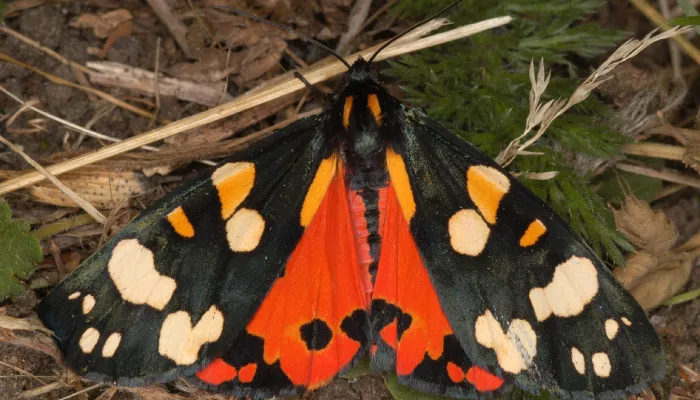 Scarlet tiger moth on the ground with its wings spread out displaying its spots with bright orange and red