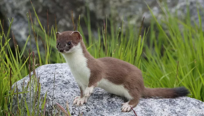 Stoat | Kent Wildlife Trust