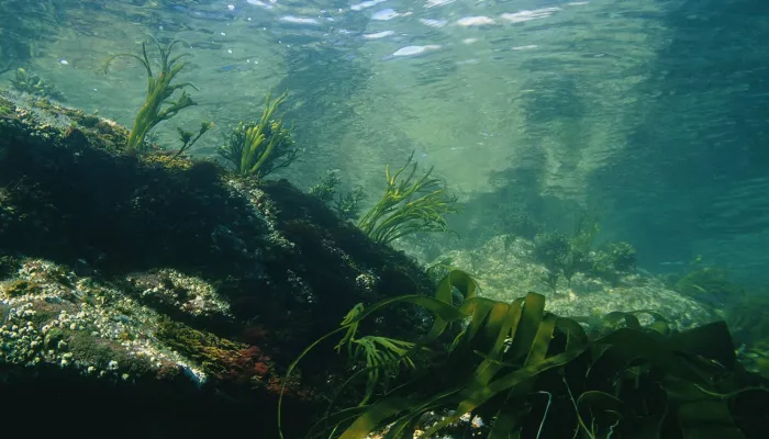 Shallow water
