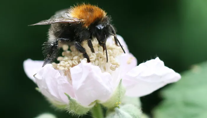 Tree bumblebee | Kent Wildlife Trust