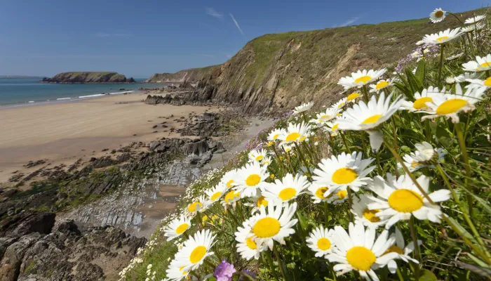 oxeye daisies on the uk coastline