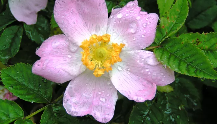Dog-rose | Kent Wildlife Trust