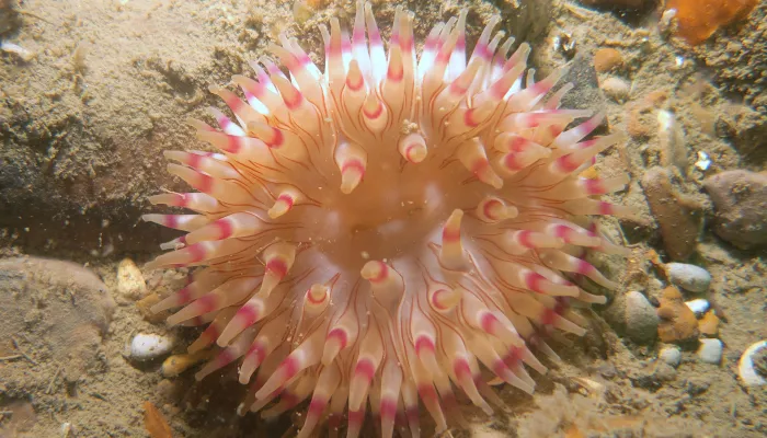 Urtecina Felina