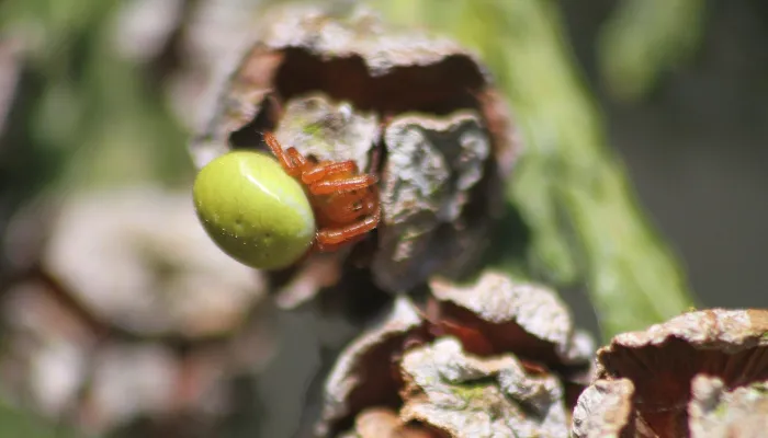 A cucumber spider sitting on a cypress cone. It's a yellowish-brown spider with a bright apple green abdomen, looking a little like a squashed tennis ball