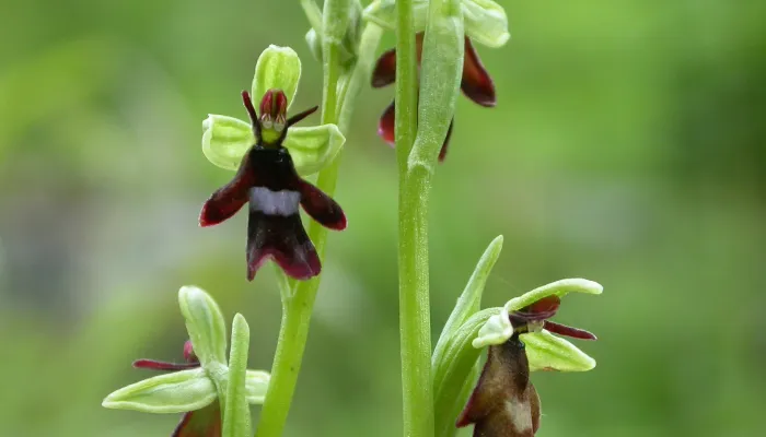 The flowers of a fly orchid, demonstrating their insect-like appearance