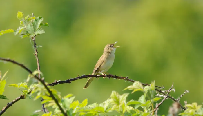 Grasshopper warbler