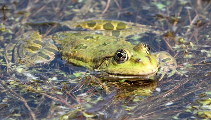 A marsh frog floating at the surface of a pond