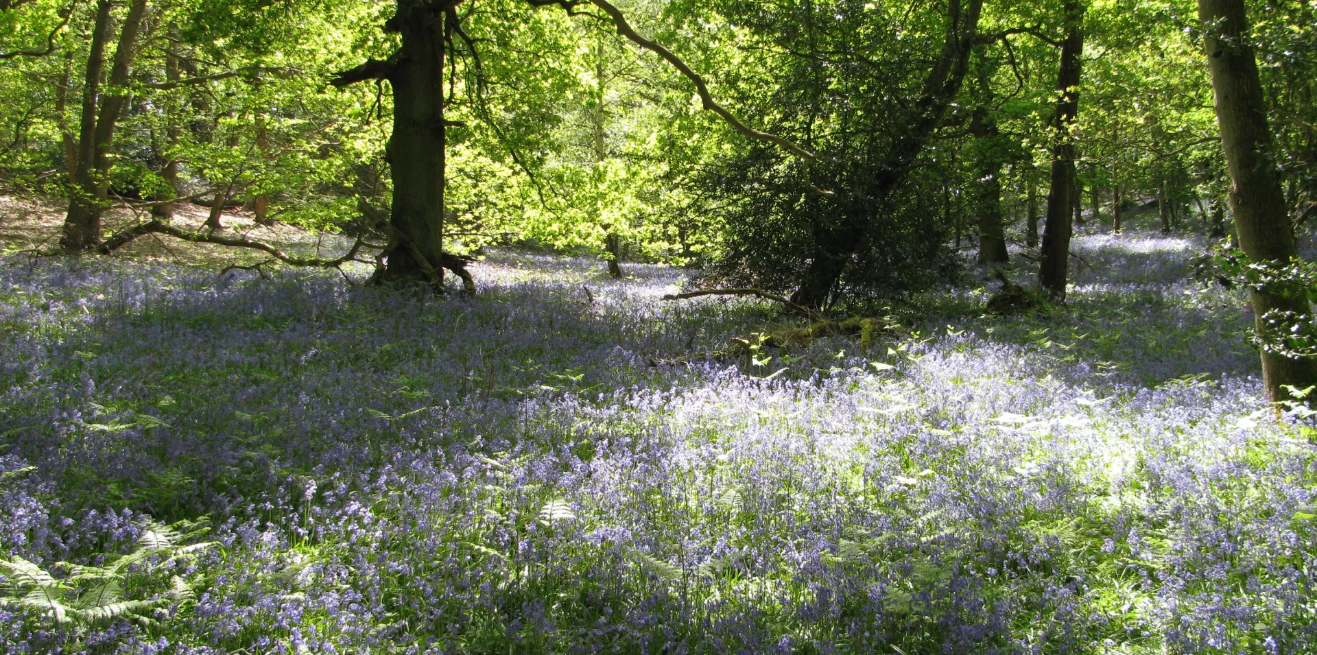 The Warren, from Kent Wildlife Trust