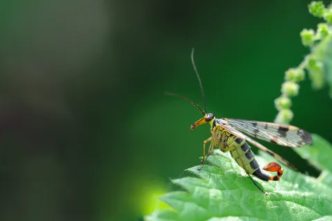 Scorpion Fly