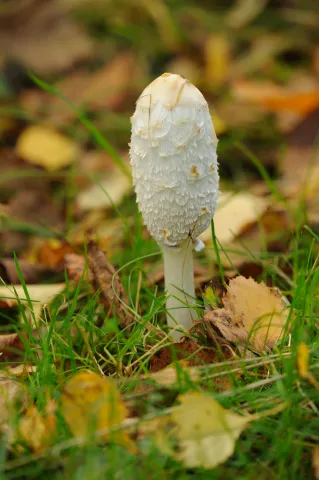 Shaggy Inkcap