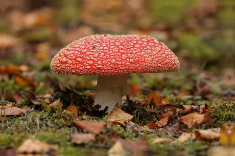 A fly agaric mushroom with distinctive white spots on a red cap.