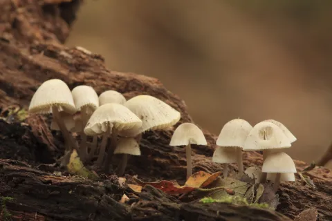 bonnet mushrooms on a log