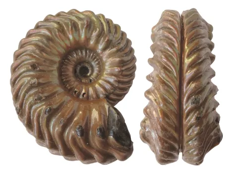 Folkestone Ammonite by Philip Hadland