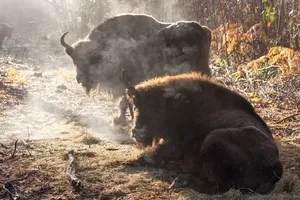 Bison Wolf Woods Donovan Wright
