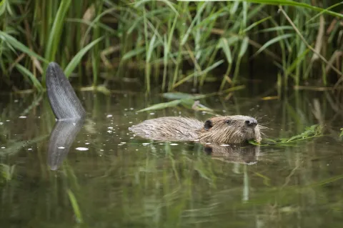 beaver ham fen swimming terry whittaker