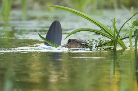 Baby beaver at Ham Fen
