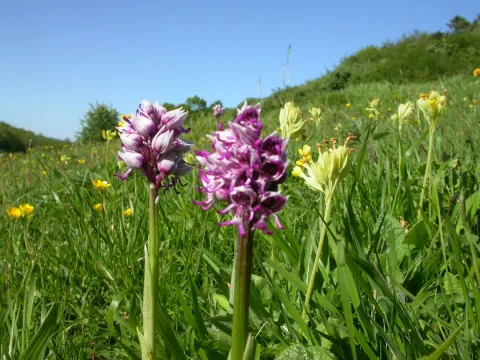A monkey orchid at Park Gate Down