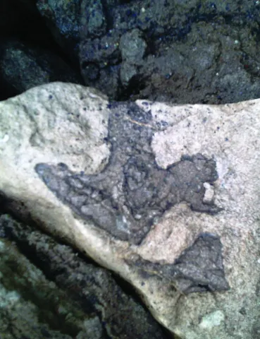 Tridactyl dinosaur footprint from Folkestone (Philip Hadland)