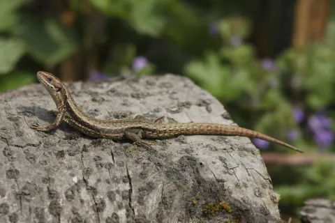 Longfield Chalk Bank Common Lizard