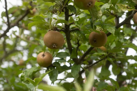 Three apples in a tree