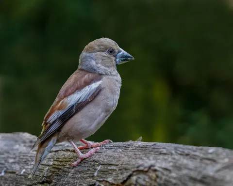 Hawfinch-female-(c)-Andy-Morffew.jpg | Kent Wildlife Trust